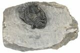 Bargain, Kayserops Megaspina Trilobite - Bou Lachrhal, Morocco #189749-1